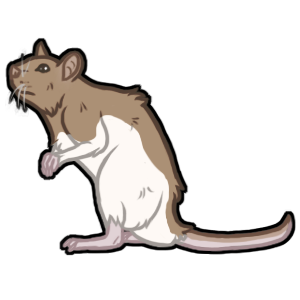 Rat